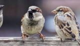 sparrows-2759978