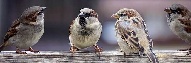 sparrows-2759978